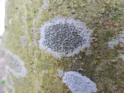 Image of lecidella lichen