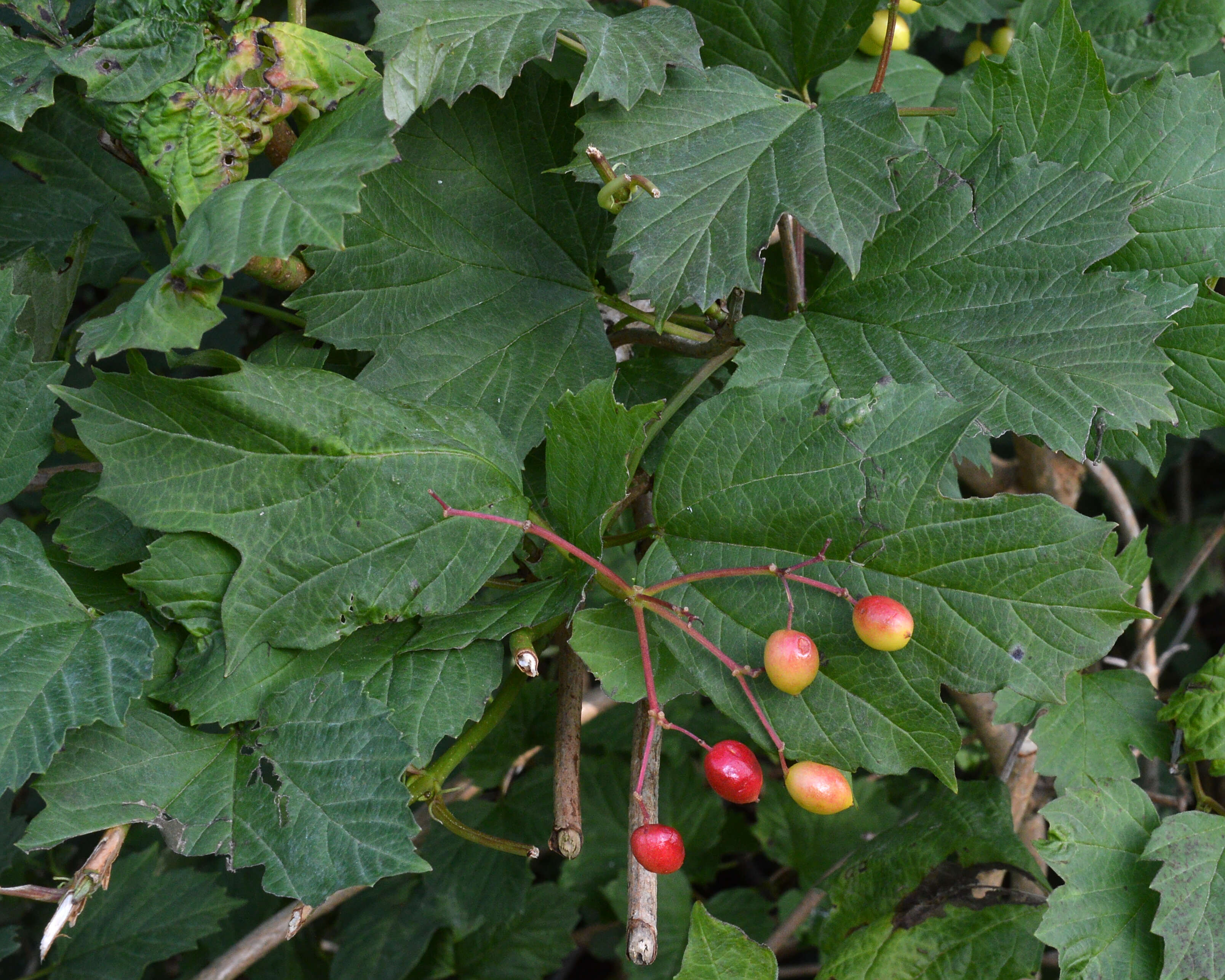 Imagem de Viburnum opulus L.