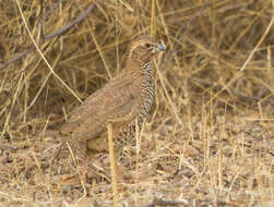 Image of Rock Bush Quail