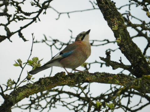 18.https www inaturalist org photos 4449753.580x360