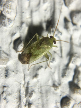 Image of Broken-backed Bug