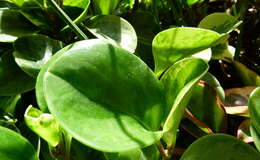 Image of spoonleaf peperomia