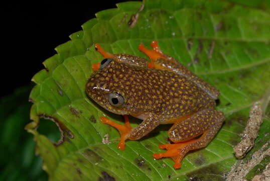 Image de Heterixalus alboguttatus (Boulenger 1882)