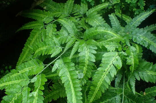 Image of simpler hollyfern