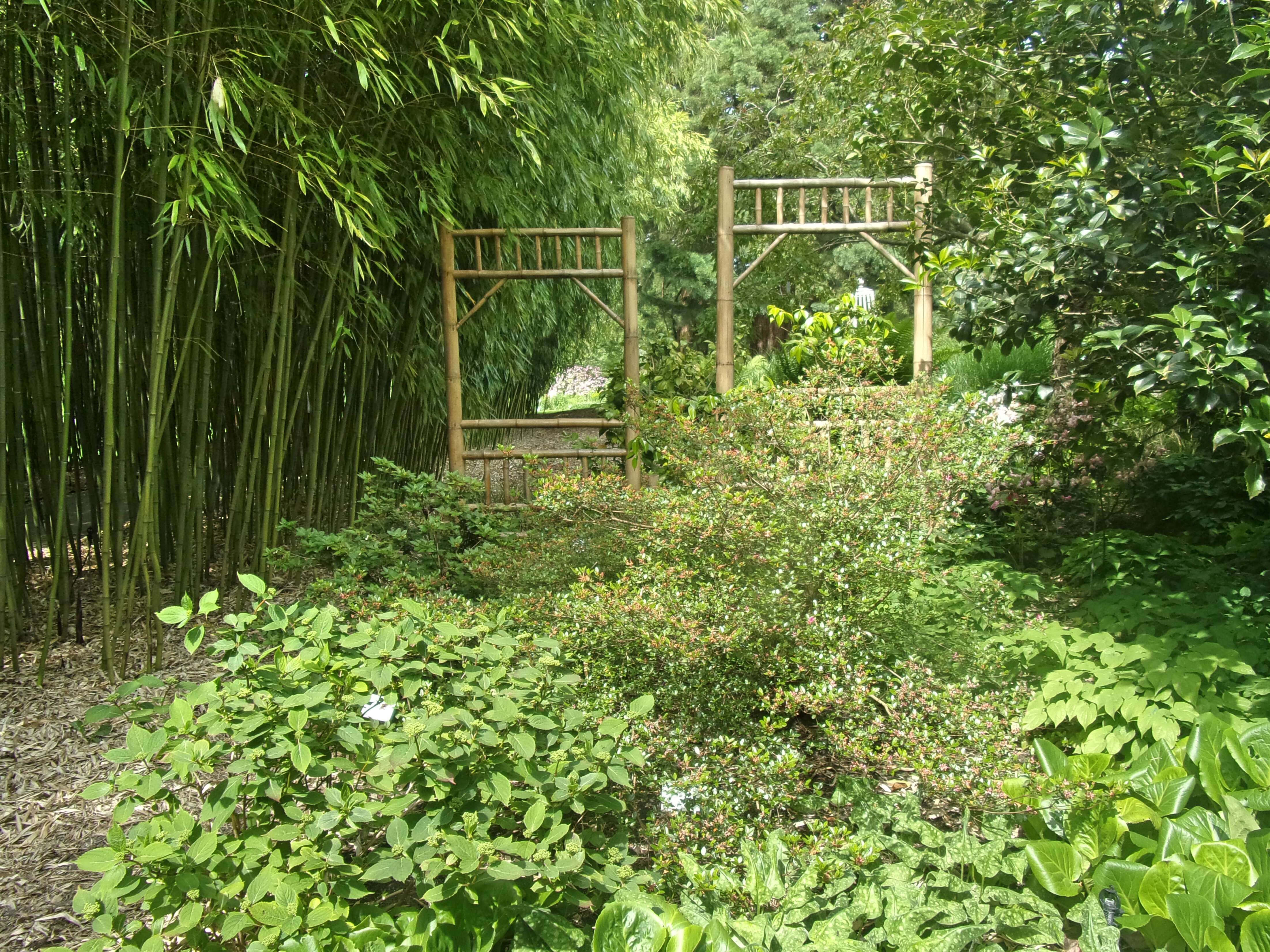 Image of running giant bamboo