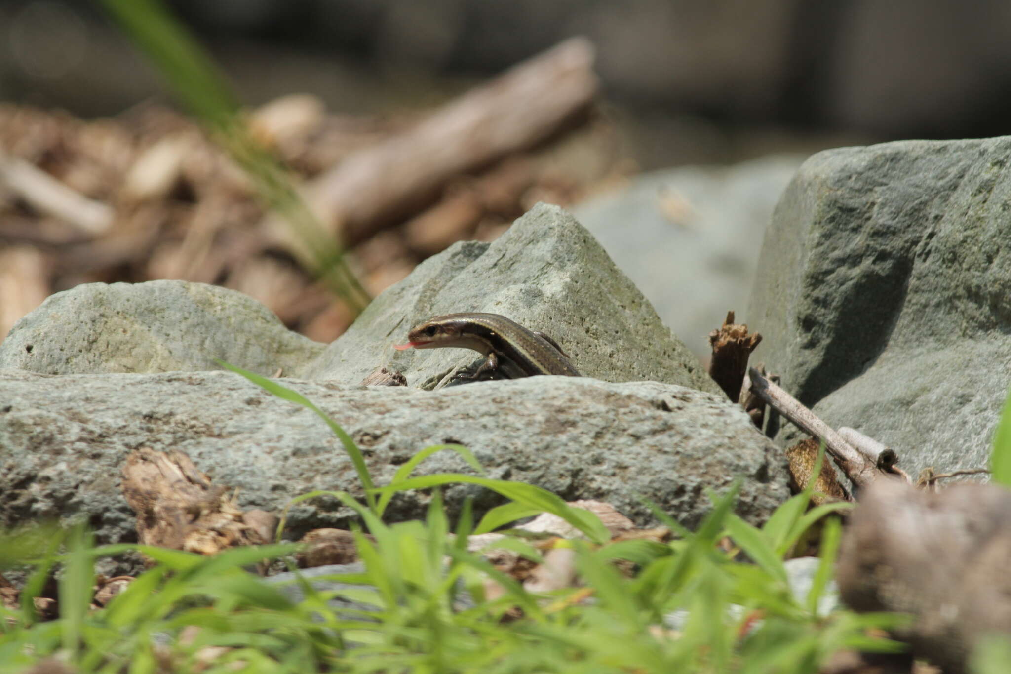 Image of Plestiodon finitimus Okamoto & Hikida 2012