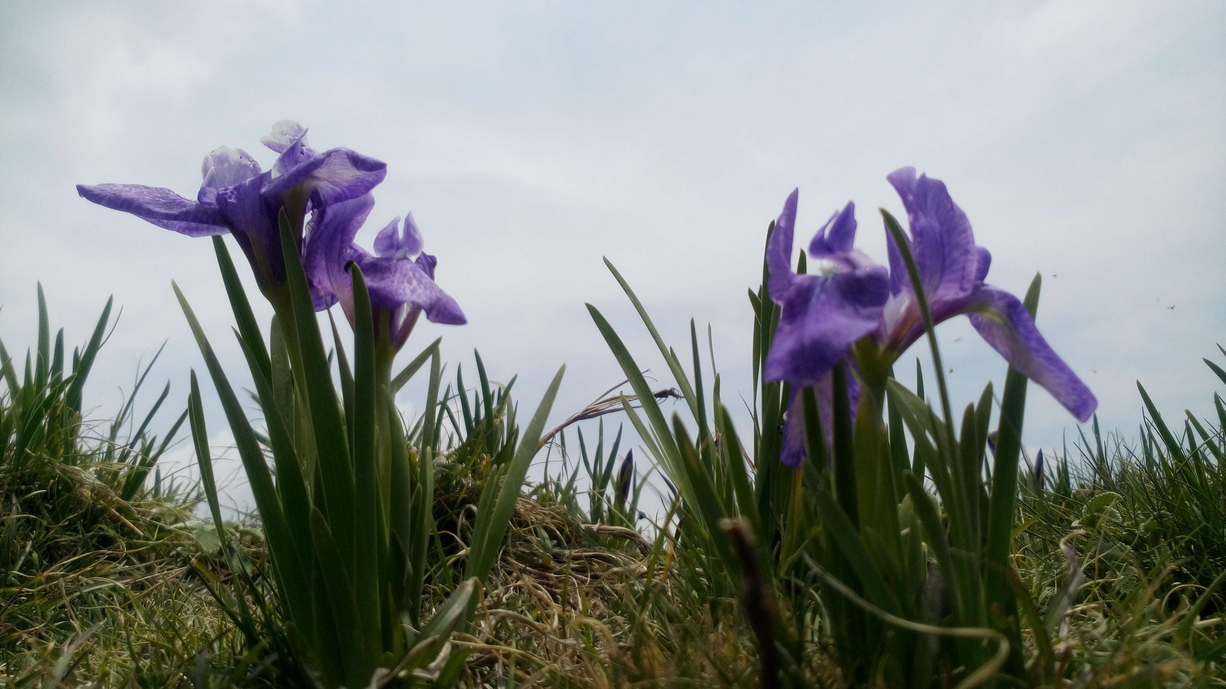 Image of Iris kemaonensis Wall. ex D. Don