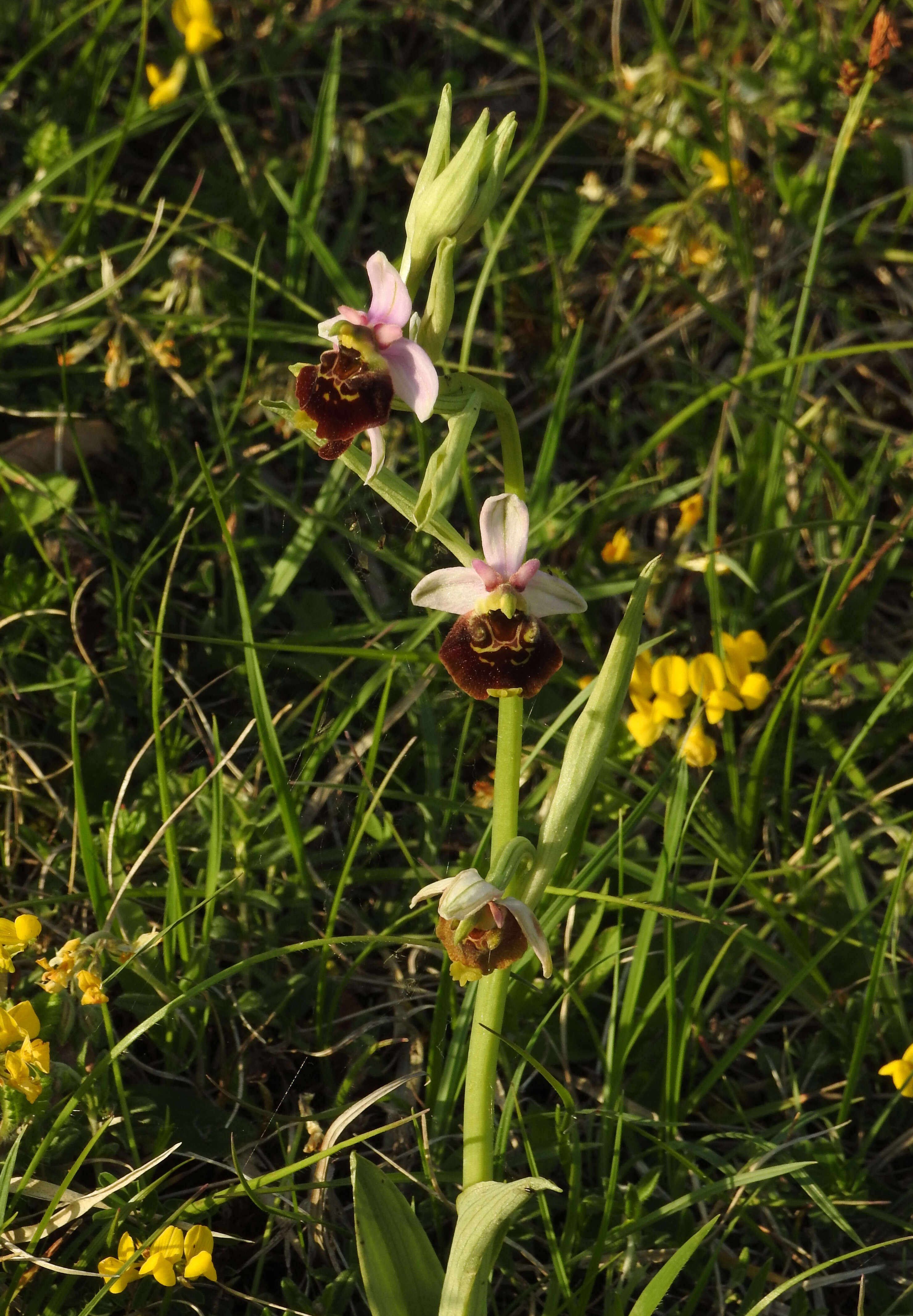 Image of late spider-orchid