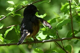 Image of Eastern Towhee