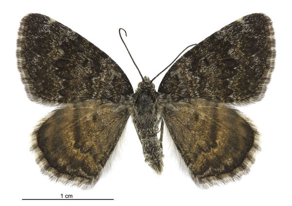 Image of Dasyuris anceps Butler 1877