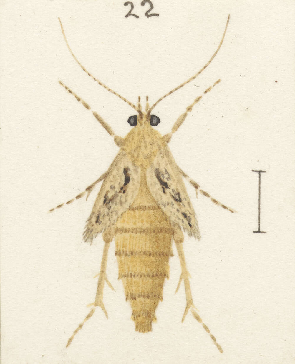 Image of Atomotricha oeconoma Meyrick 1914