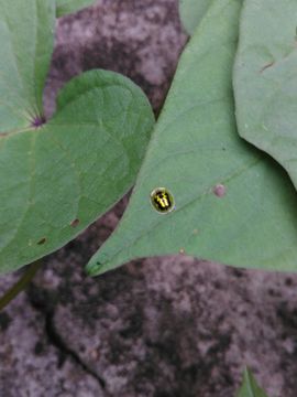 Image of <i>Cassida</i> (<i>Crepidaspis</i>) <i>circumdata</i> Herbst 1799