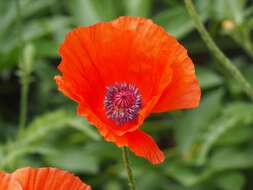 Image of Oriental poppy