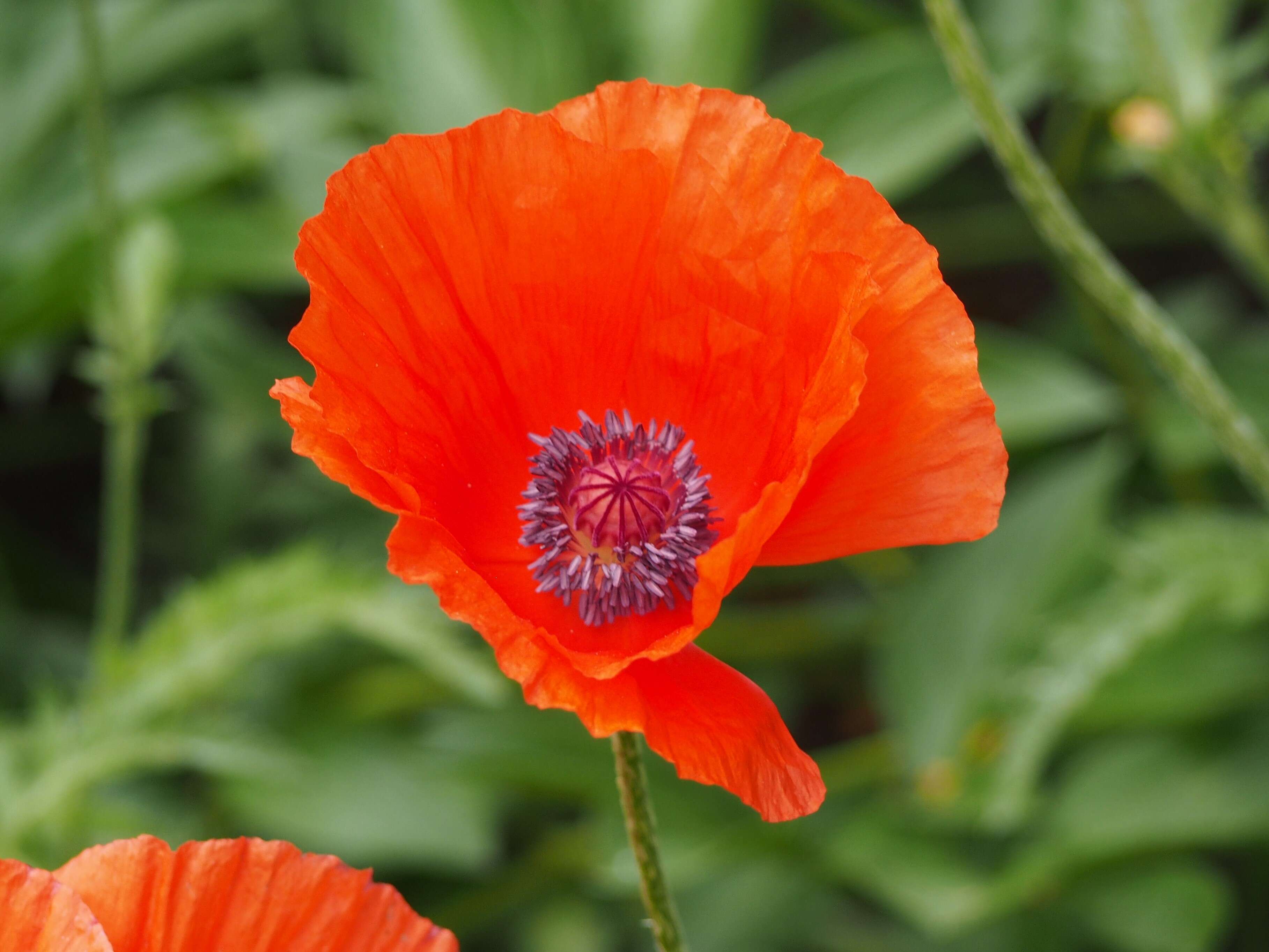 Image of Oriental poppy