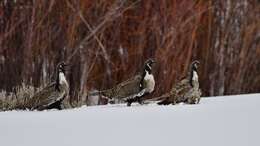 Image of Gunnison Grouse