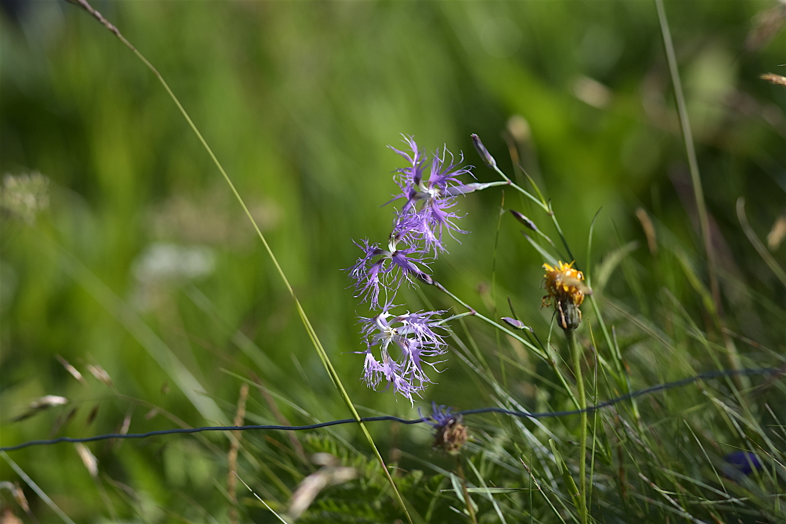 Image of <i>Dianthus superbus</i>