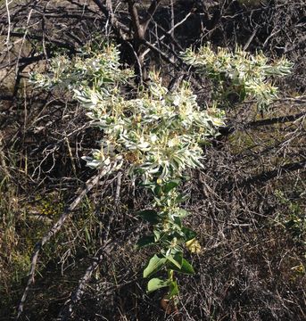 Image of <i>Euphorbia marginata</i>
