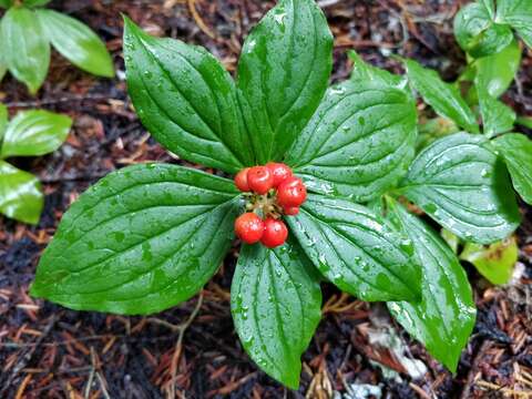 Image of bunchberry dogwood