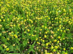 Image of field clover