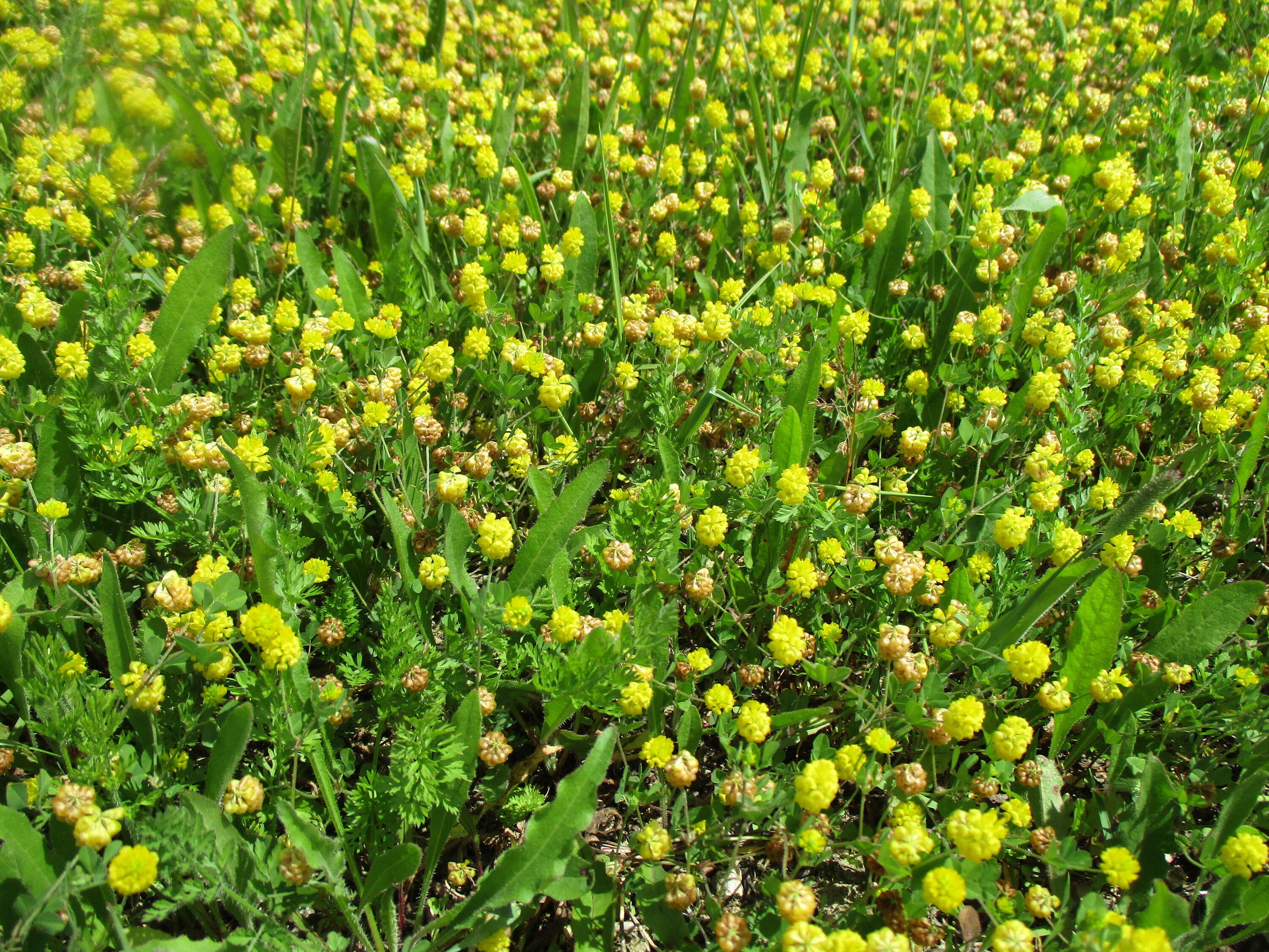 Image of field clover