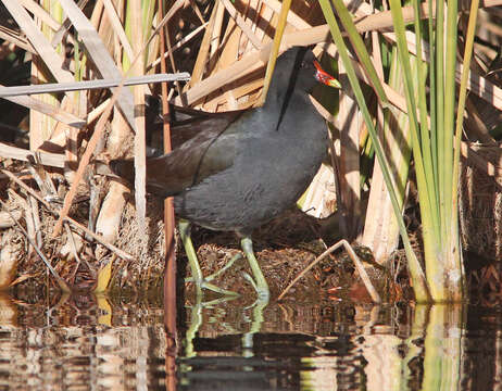 Image of Common Gallinule