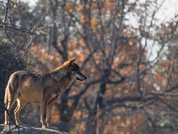 Image of Canis lupus signatus