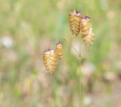 Image of big quakinggrass