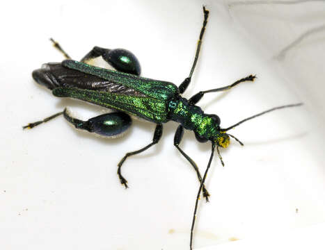 Image of Oedemera nobilis