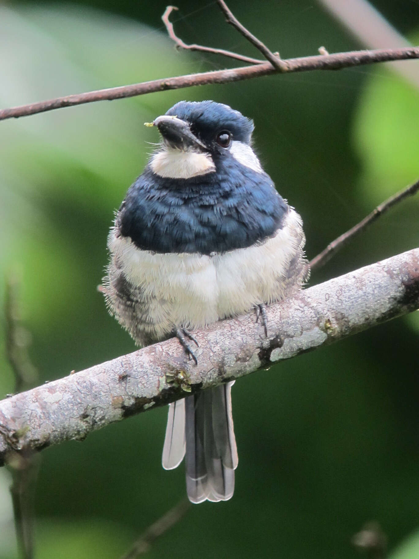 Image of Black-breasted Puffbird