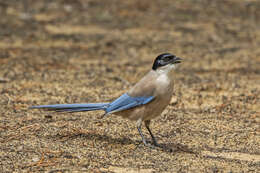 Image of Iberian Magpie