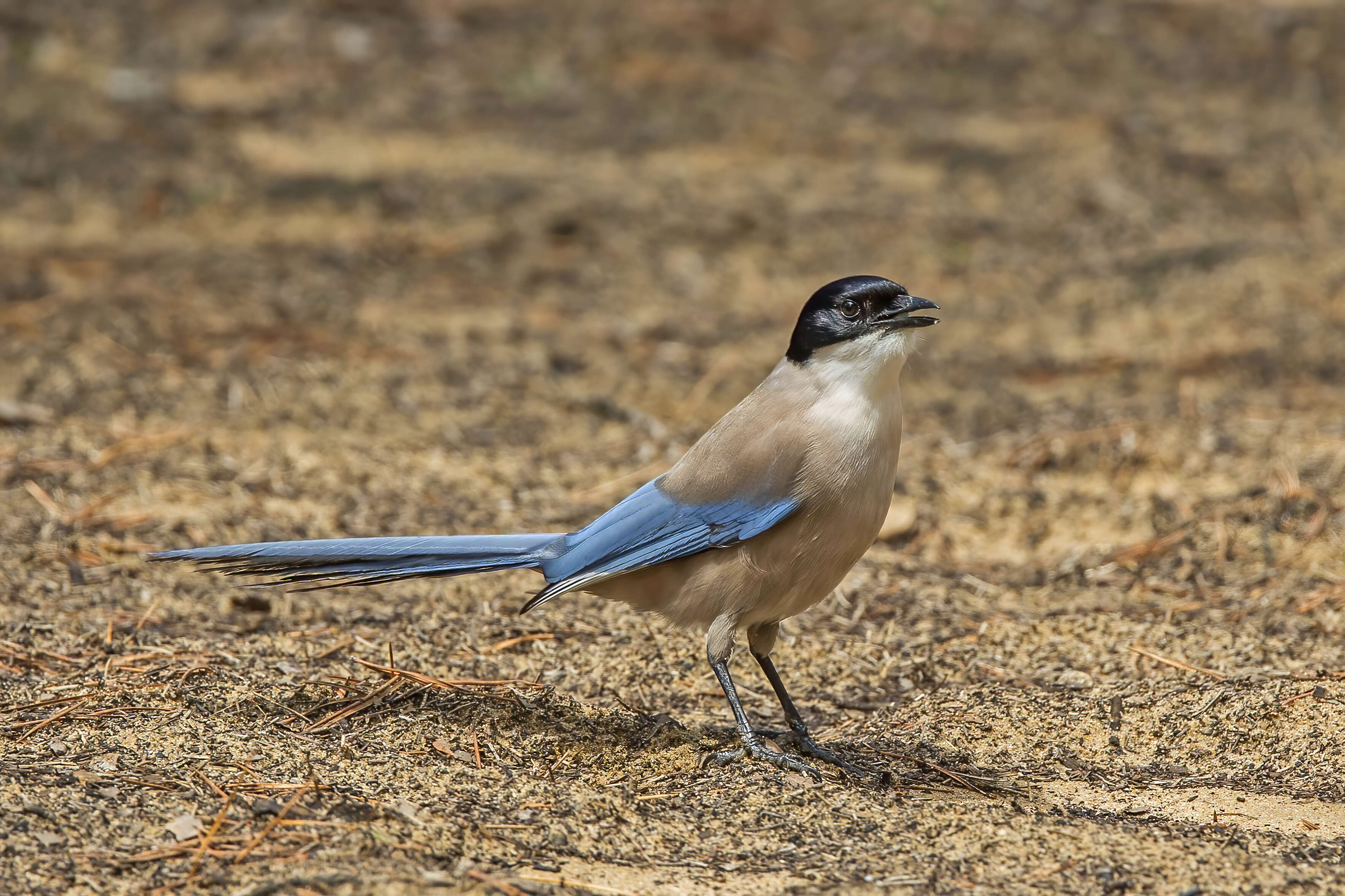 Image of Iberian Magpie