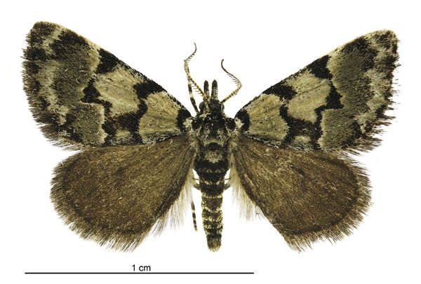 Plancia ëd Dichromodes gypsotis Meyrick 1888