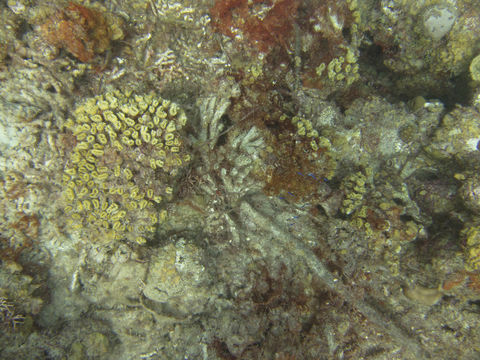Image of Smooth Flower Coral