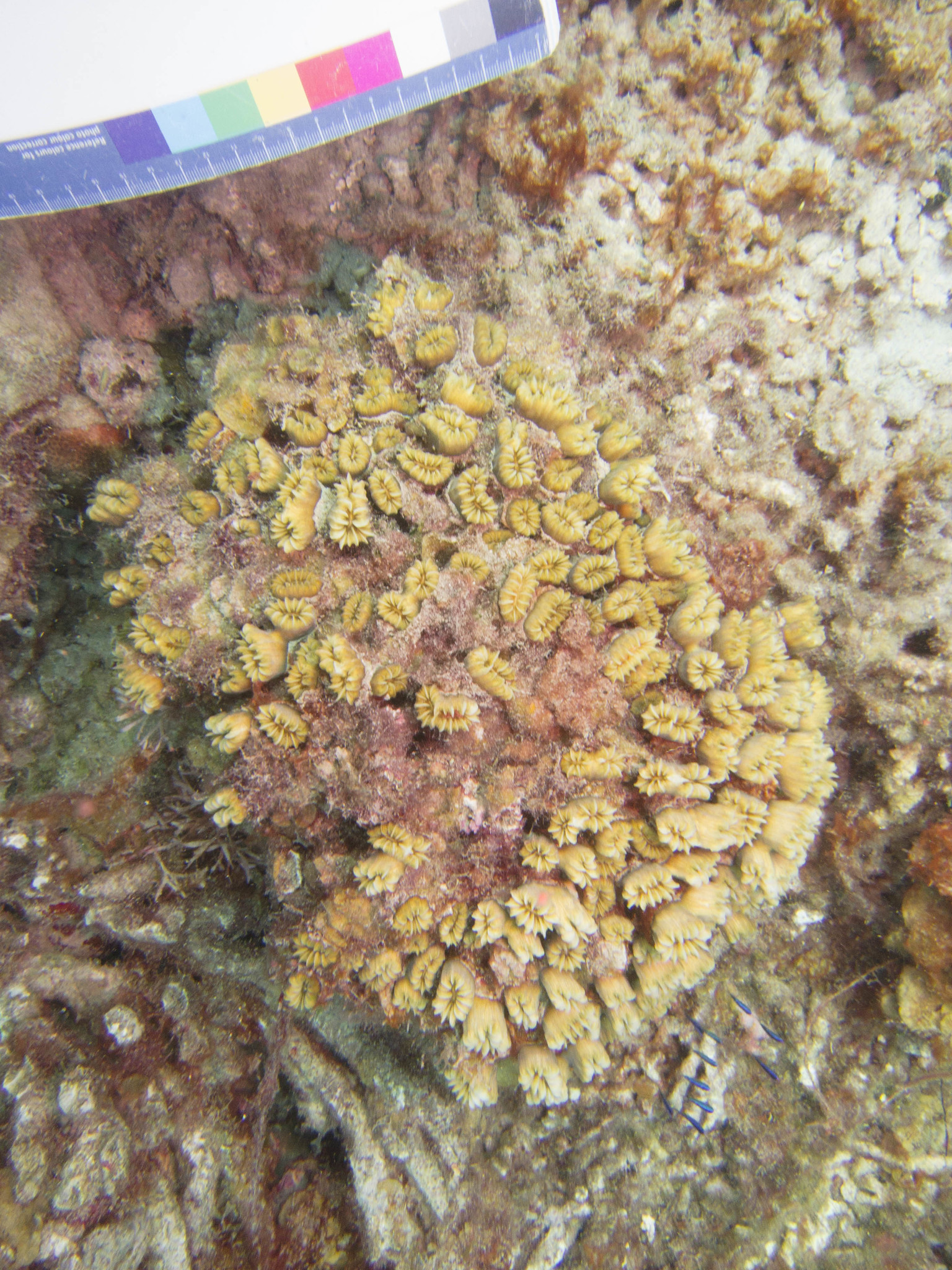 Image of Smooth Flower Coral
