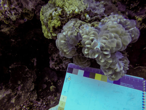 Image of Bubble coral
