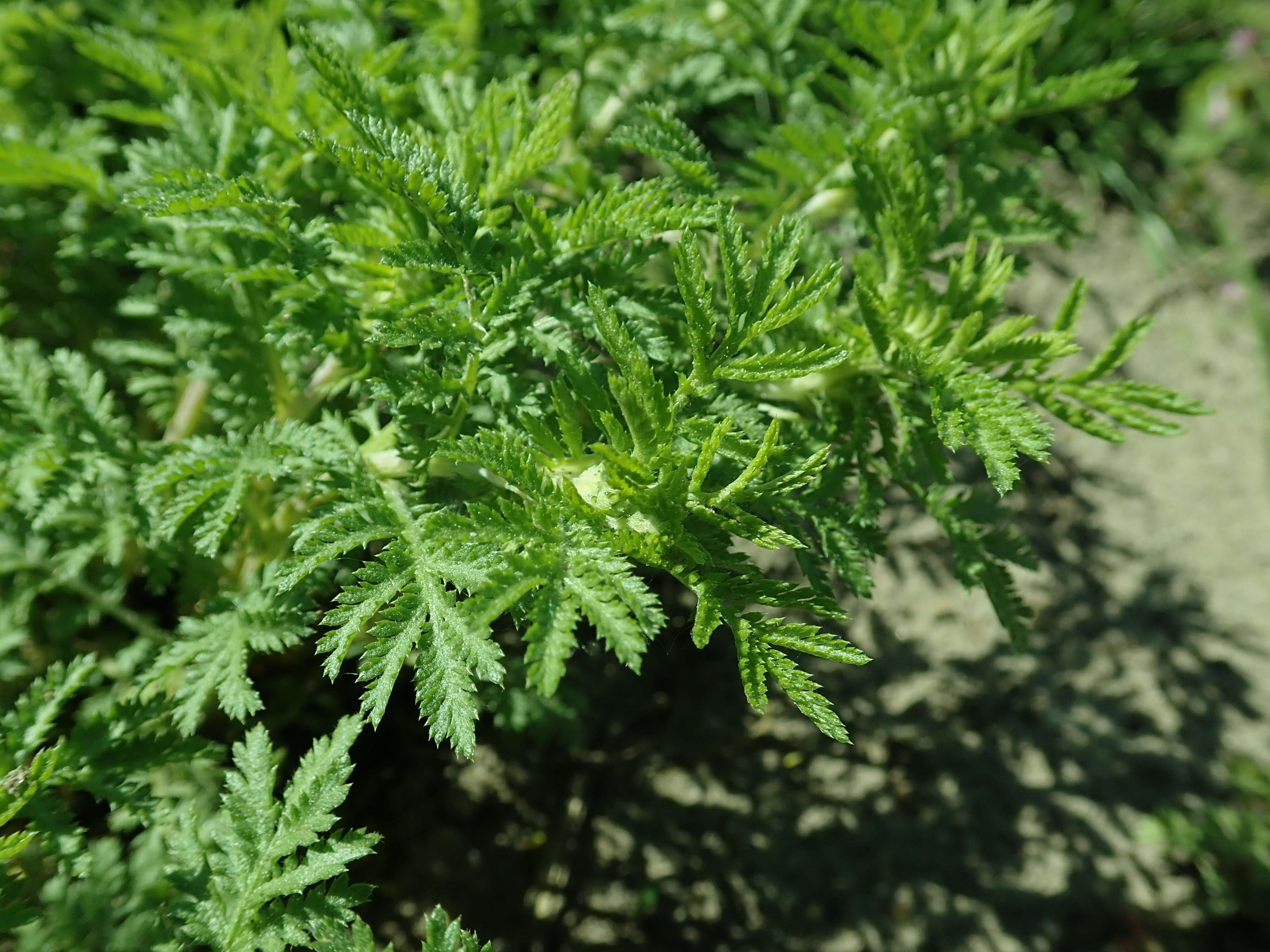 Image of Dyer's Chamomile