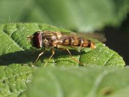 Image of Marmalade hoverfly