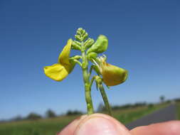 Image of hairypod cowpea