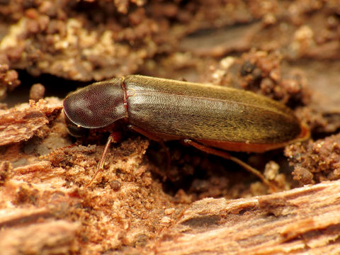 Image of <i>Melittomma sericeum</i> (Harris 1841)