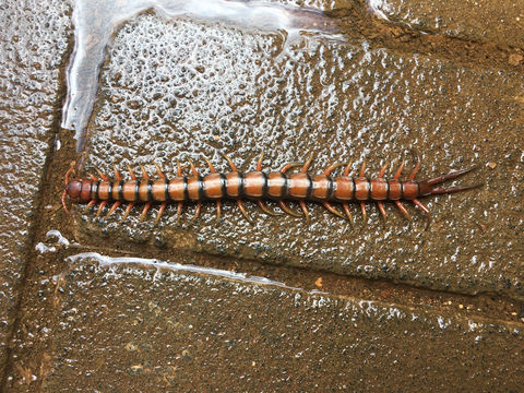 Image of Chinese Red Head