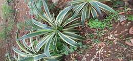 Image of Agave de-meesteriana Jacobi