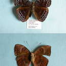 Euriphene iris Aurivillius 1903的圖片