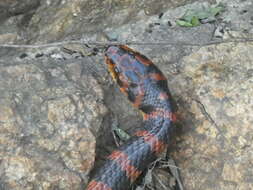 Image of Red-banded Snake