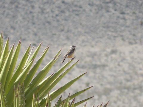 Image of Cactus Wren
