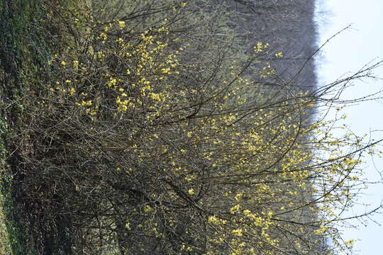 Imagem de Forsythia europaea Degen & Bald.