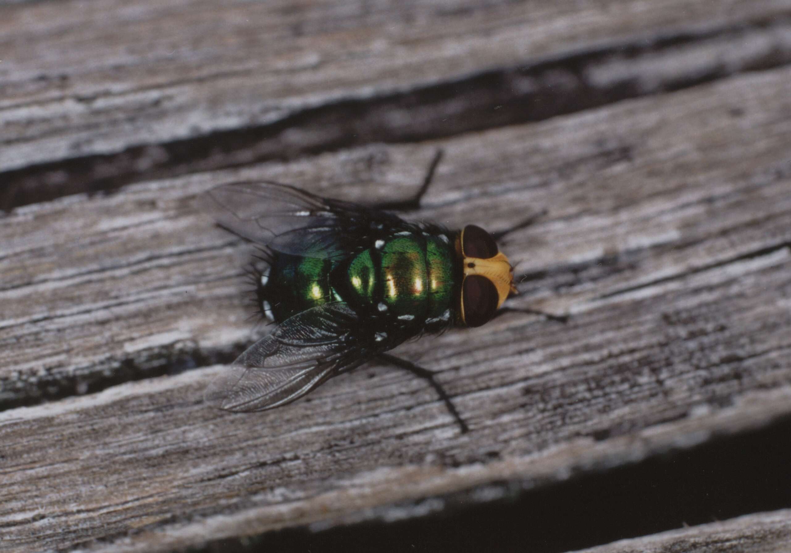 Слика од Amenia imperialis Robineau-Desvoidy 1830