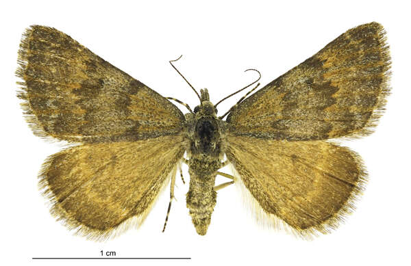 Plancia ëd Dichromodes simulans Hudson 1928