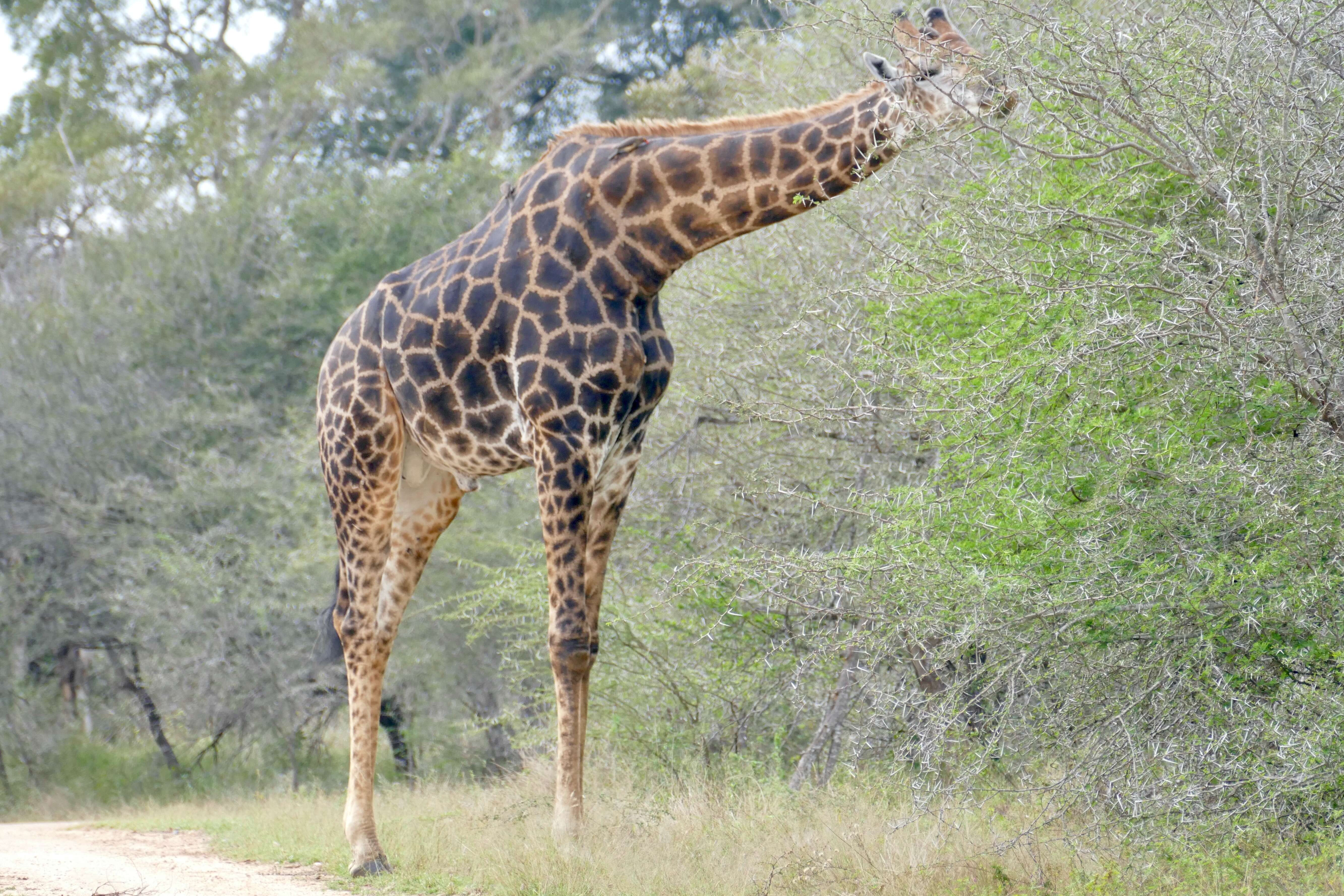 Plancia ëd Giraffa camelopardalis (Linnaeus 1758)