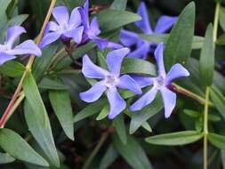 Image of herbaceous periwinkle