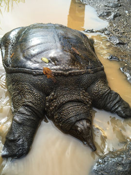 Image of Chinese softshell turtle